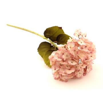 Hortensia creme pink 80 cm
