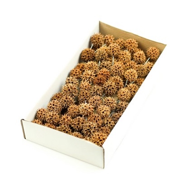 Sweetgum på tråd 100 stk. natur