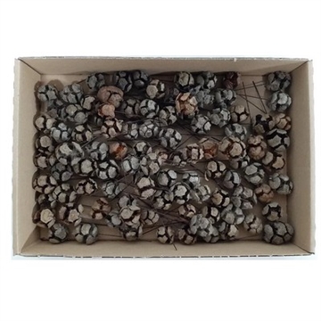 Cypres Kogle på tråd 100 stk.