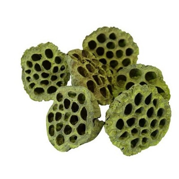 Lotus enkelt kiwi 6-8 cm