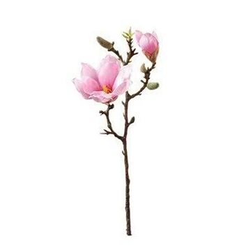 Magnolia gren lyserød
