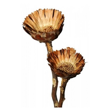 Protea Compacta rosette natur