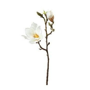 Magnolia gren hvid