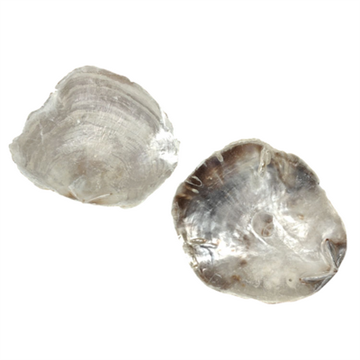 Østersskaller 13-16 cm pr. stk.