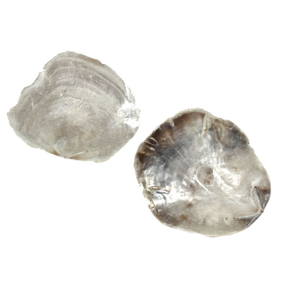 Østersskaller 13-16 cm pr. stk.