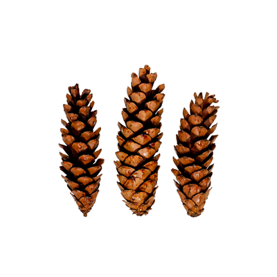 Kogle strobus natur lakeret 10-15 cm