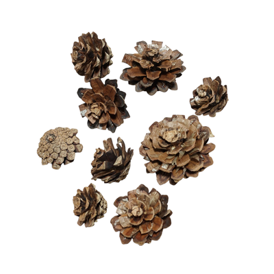 Kogleroser, bjergfyr natur – 120 stk.