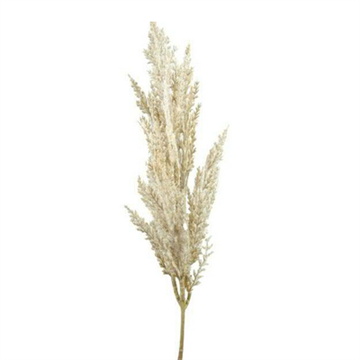 Pampasgræs 81 cm cremefarvet