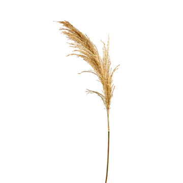 Pampasgræs 120 cm natur 18 stk