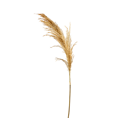 Pampasgræs 120 cm natur 18 stk