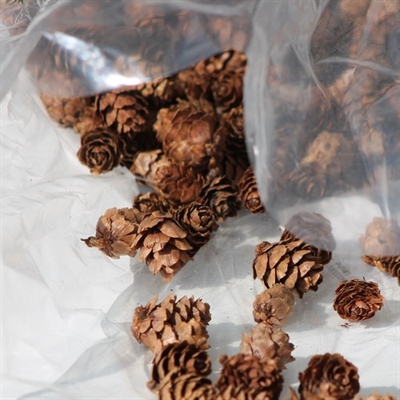 Lærke kogle 1-2 cm 100 gram
