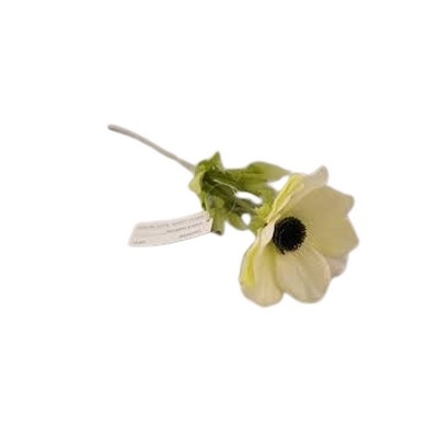 Anemone enkelt hvid