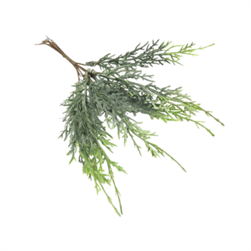 Cypress med hvid effekt