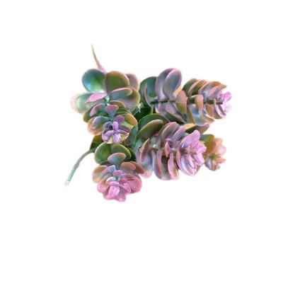Sedum gren i pink nuancer