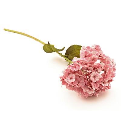 Hortensia pink 80 cm