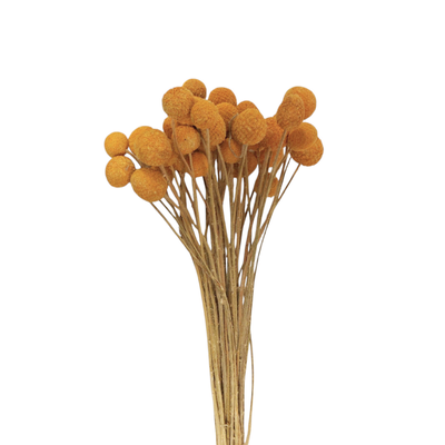 Tørret gule trommestikker bundt med ca. 40 stk.