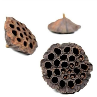 Lotus 10–12 cm