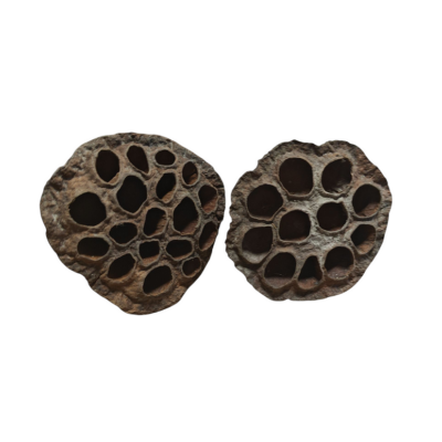 Lotus 8-10 cm