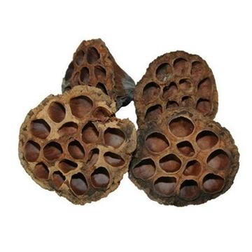 Lotus 6–8 cm 2. sortering – 50 stk