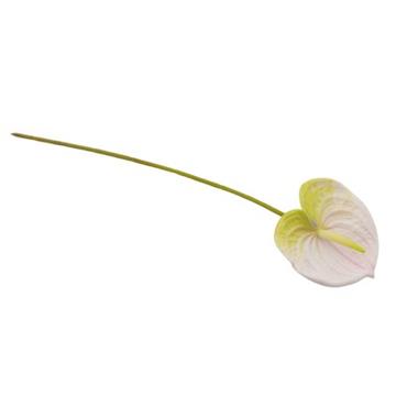 Anthurium hvid/grøn 60 cm