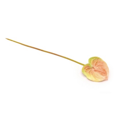 Anthurium creme/grøn 60 cm