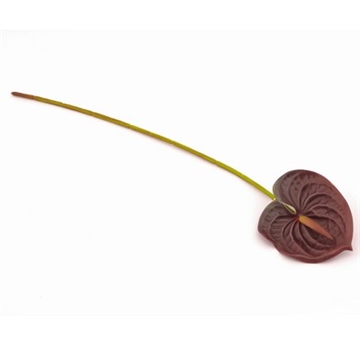 Anthurium choko 60 cm