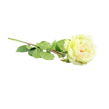 Rose creme 63 cm